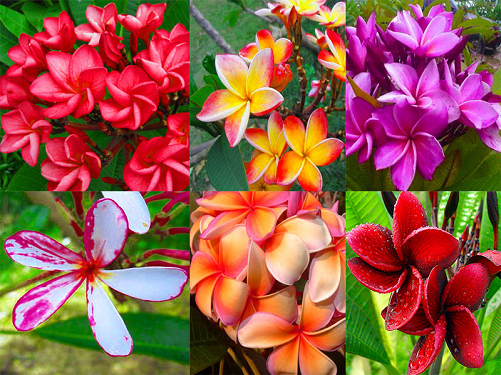 (image for) Plumeria Rubra Mixed x 6 Seeds - Click Image to Close
